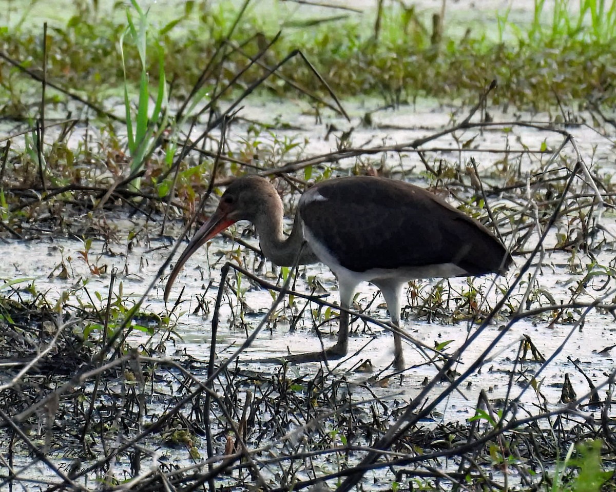White Ibis - ML638824967