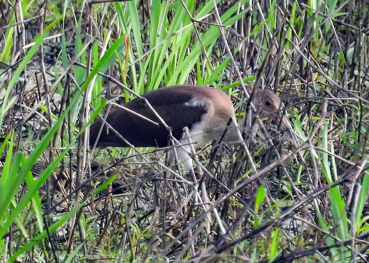 White Ibis - ML638824968