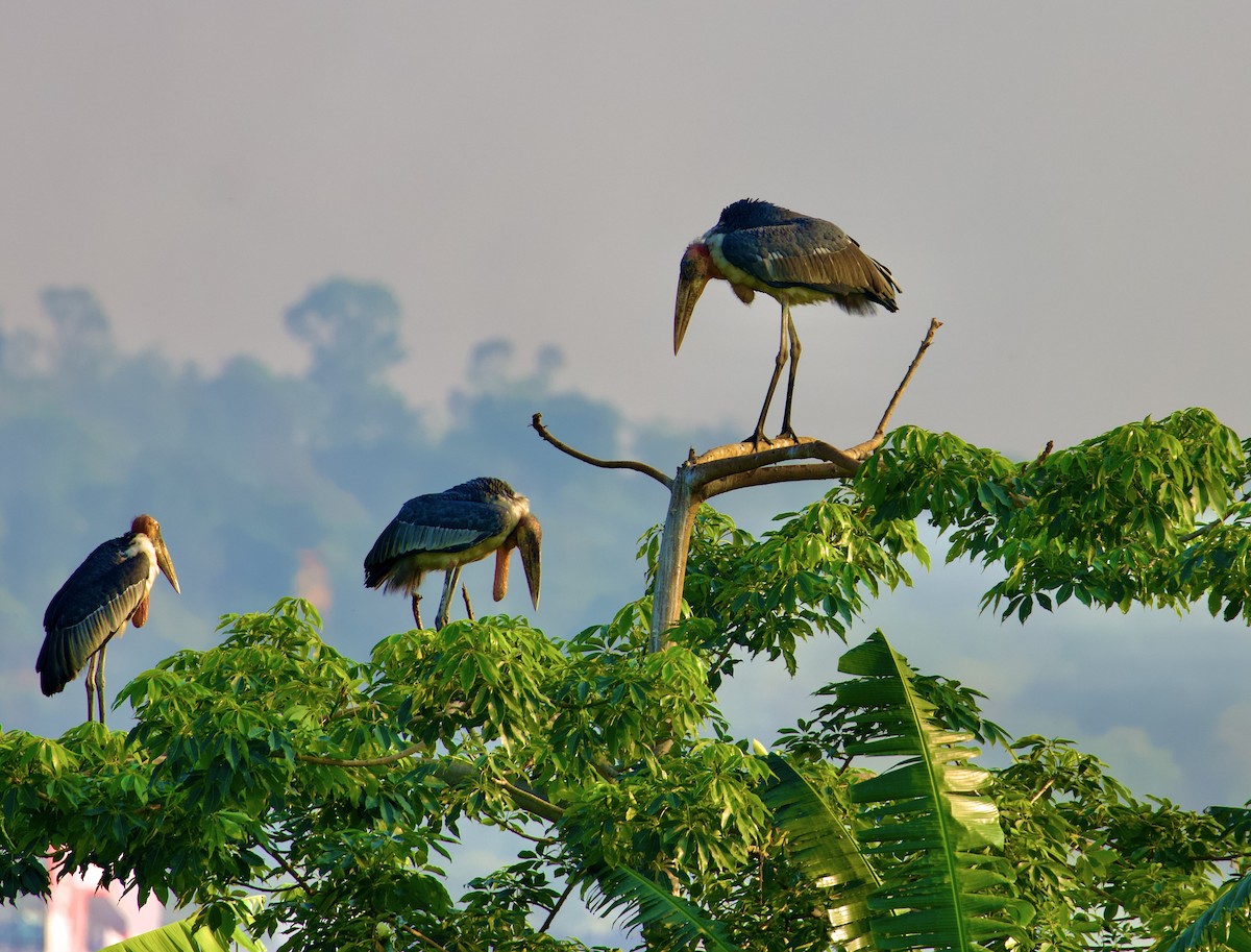 Greater Adjutant - ML638824971