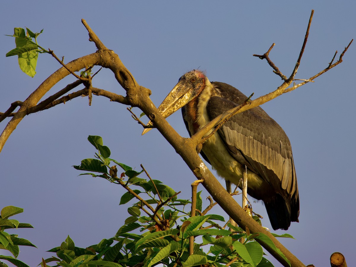 Greater Adjutant - ML638824974