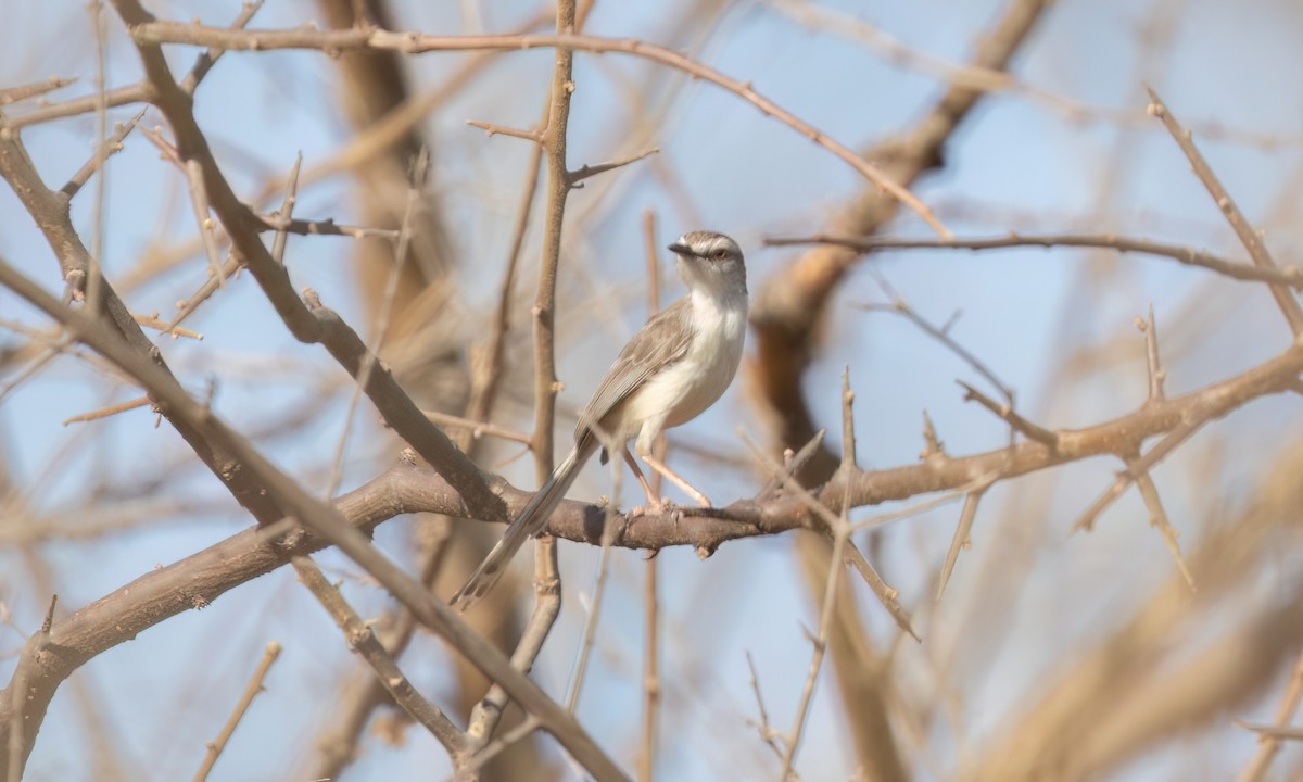 Prinia pâle - ML638824989
