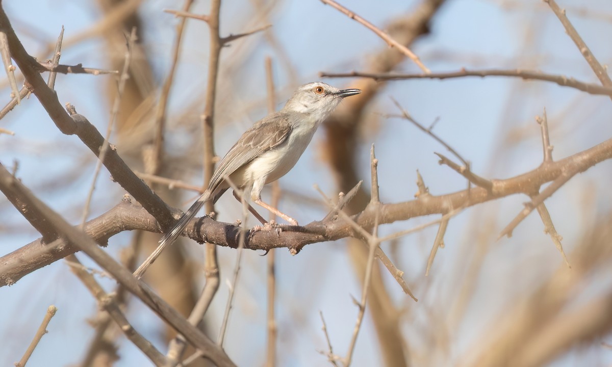 Prinia pâle - ML638824990