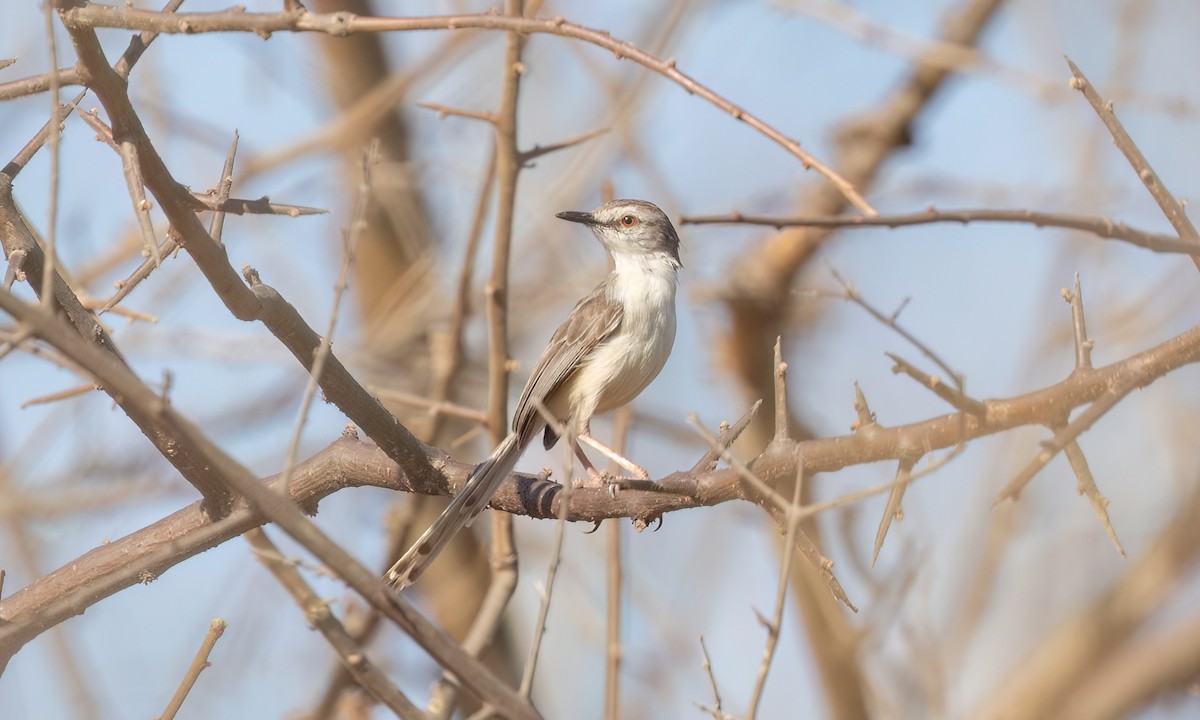 Prinia pâle - ML638824991