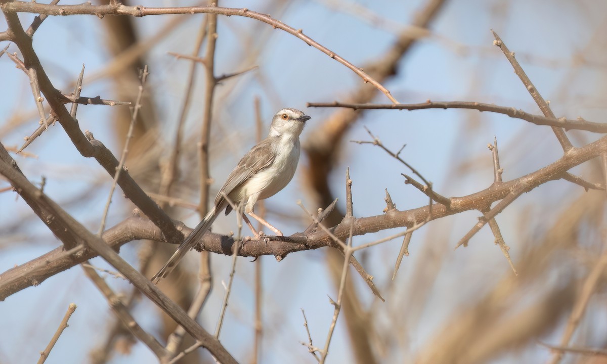 Prinia pâle - ML638824992