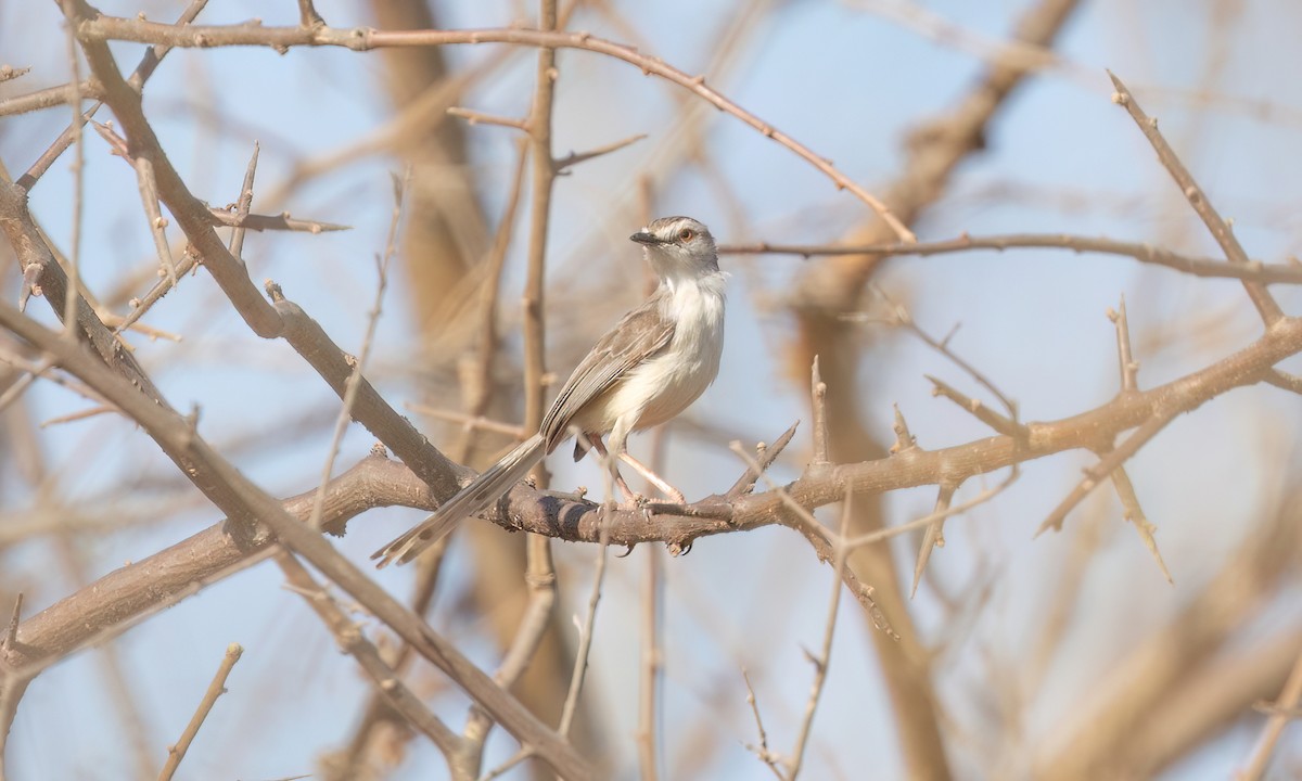 Prinia pâle - ML638824994