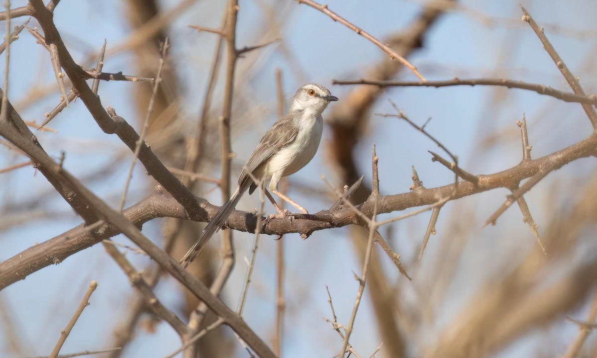 Prinia pâle - ML638824995