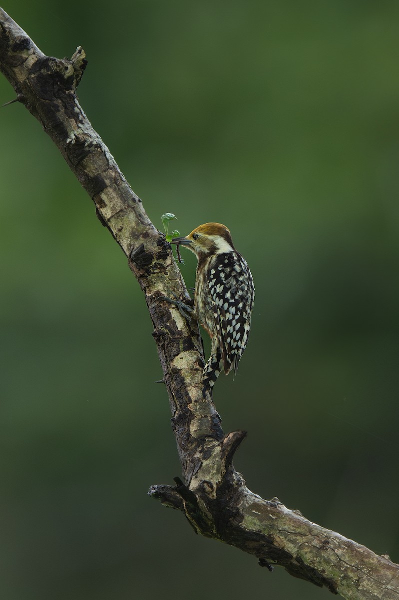 Yellow-crowned Woodpecker - ML638825008