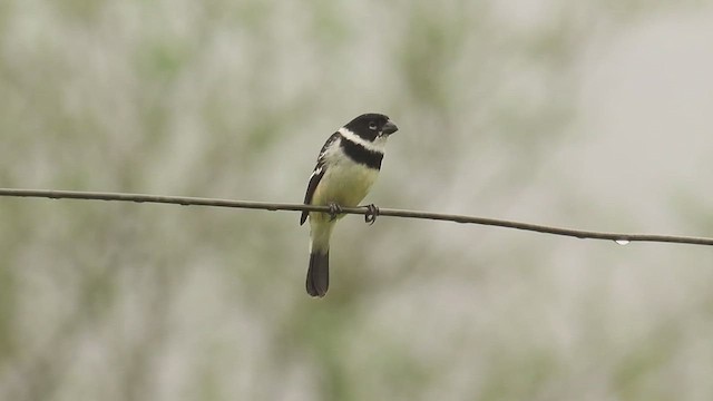 Morelet's Seedeater - ML638825028