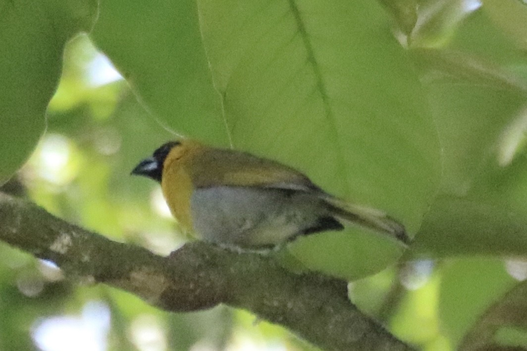 Black-faced Grosbeak - ML638825052