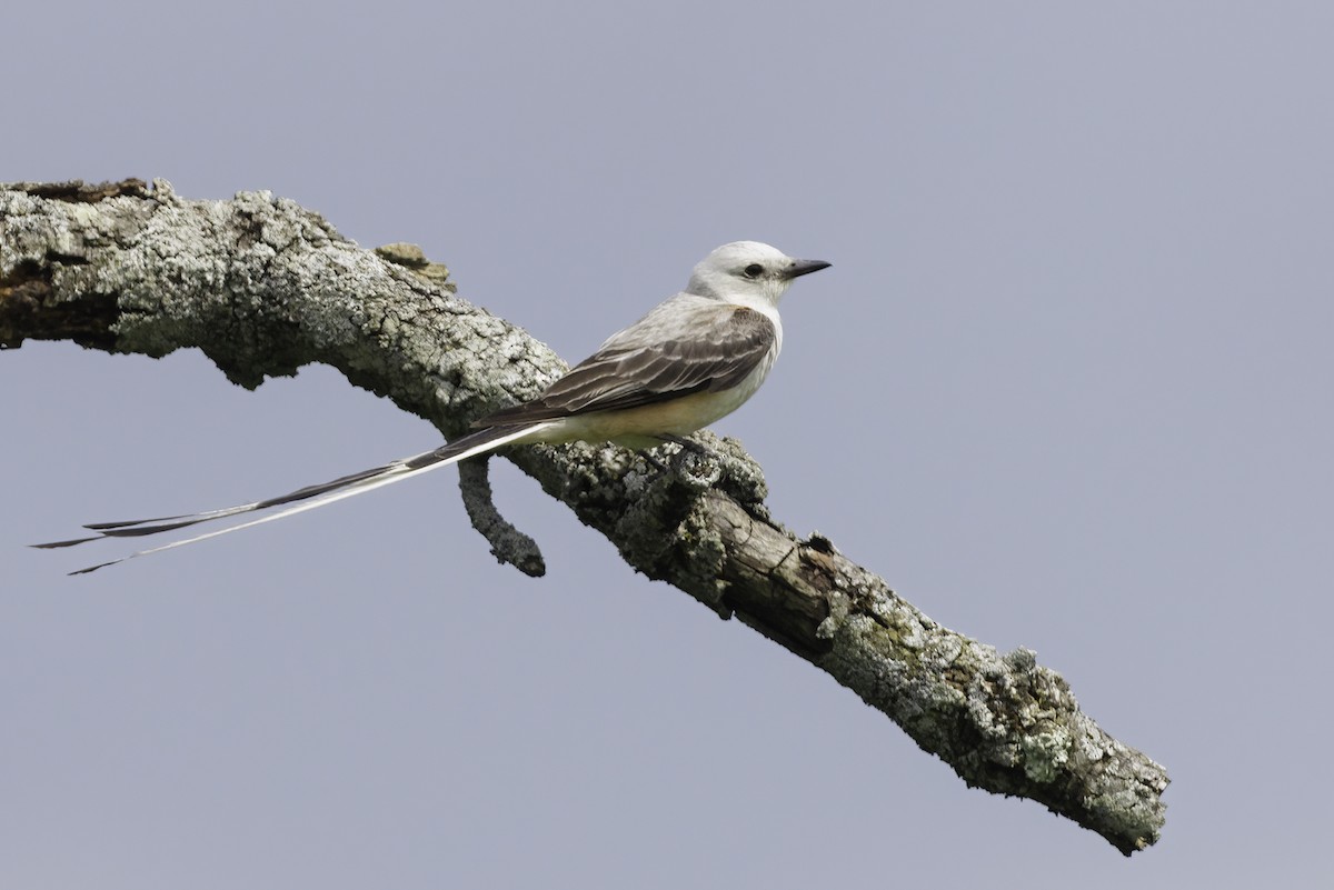 Scissor-tailed Flycatcher - ML638825085