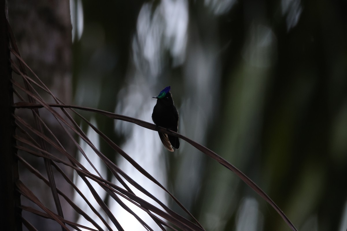 Antillean Crested Hummingbird - ML638825092
