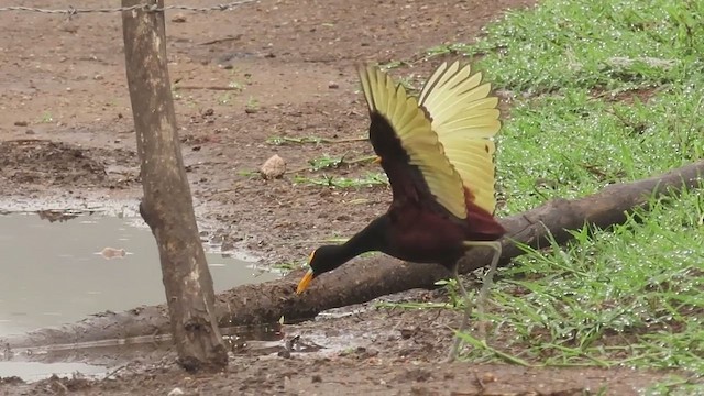 Northern Jacana - ML638825102