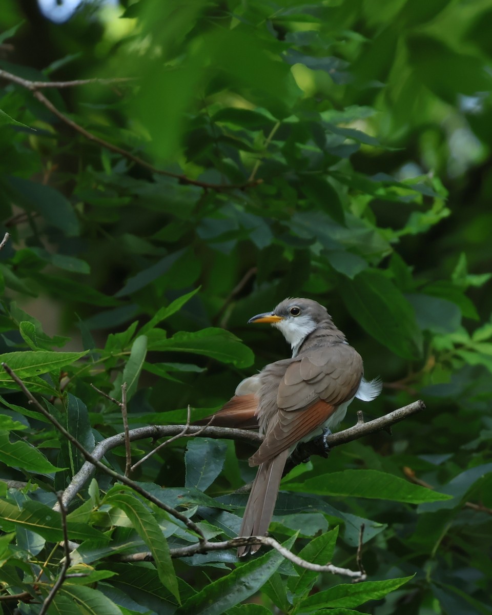 Yellow-billed Cuckoo - ML638825215