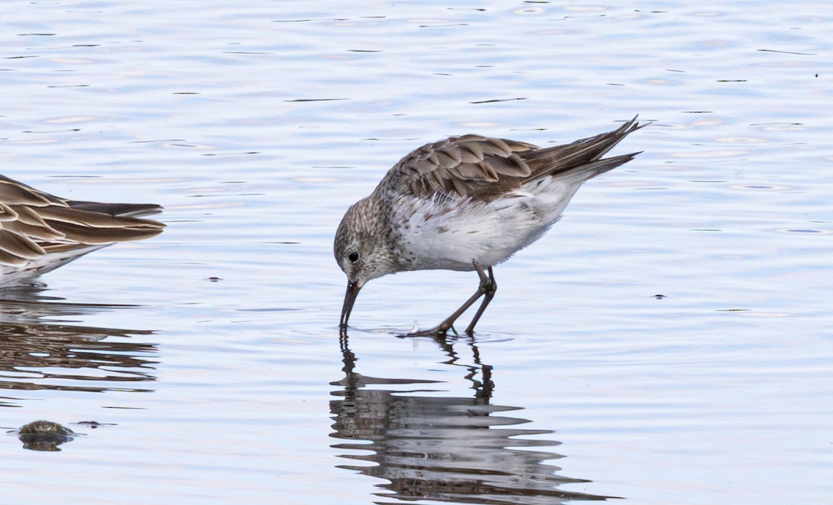 White-rumped Sandpiper - ML638825220