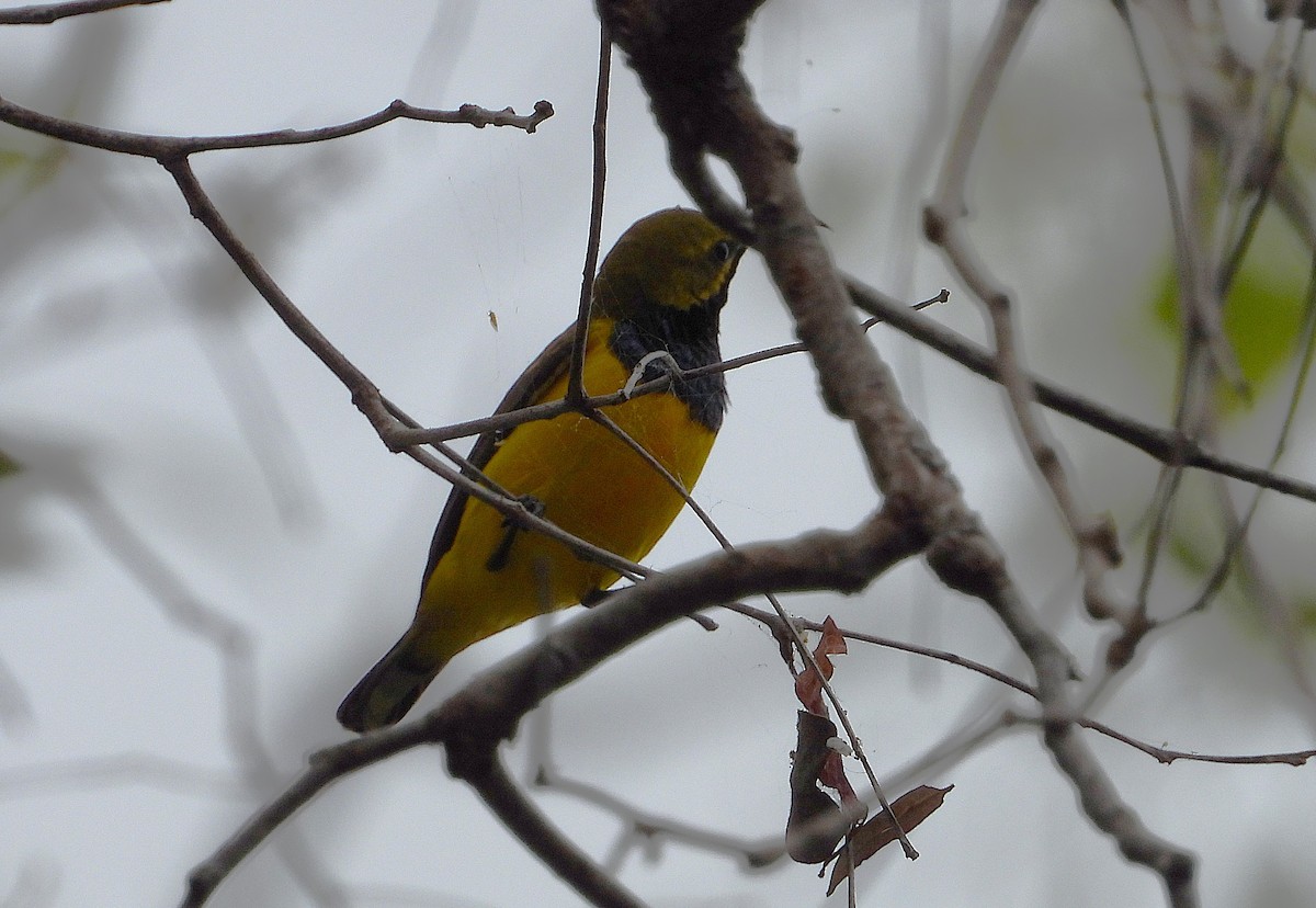 Sahul Sunbird - ML638825222