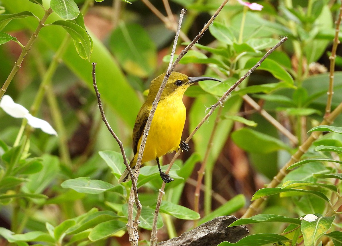 Sahul Sunbird - ML638825249