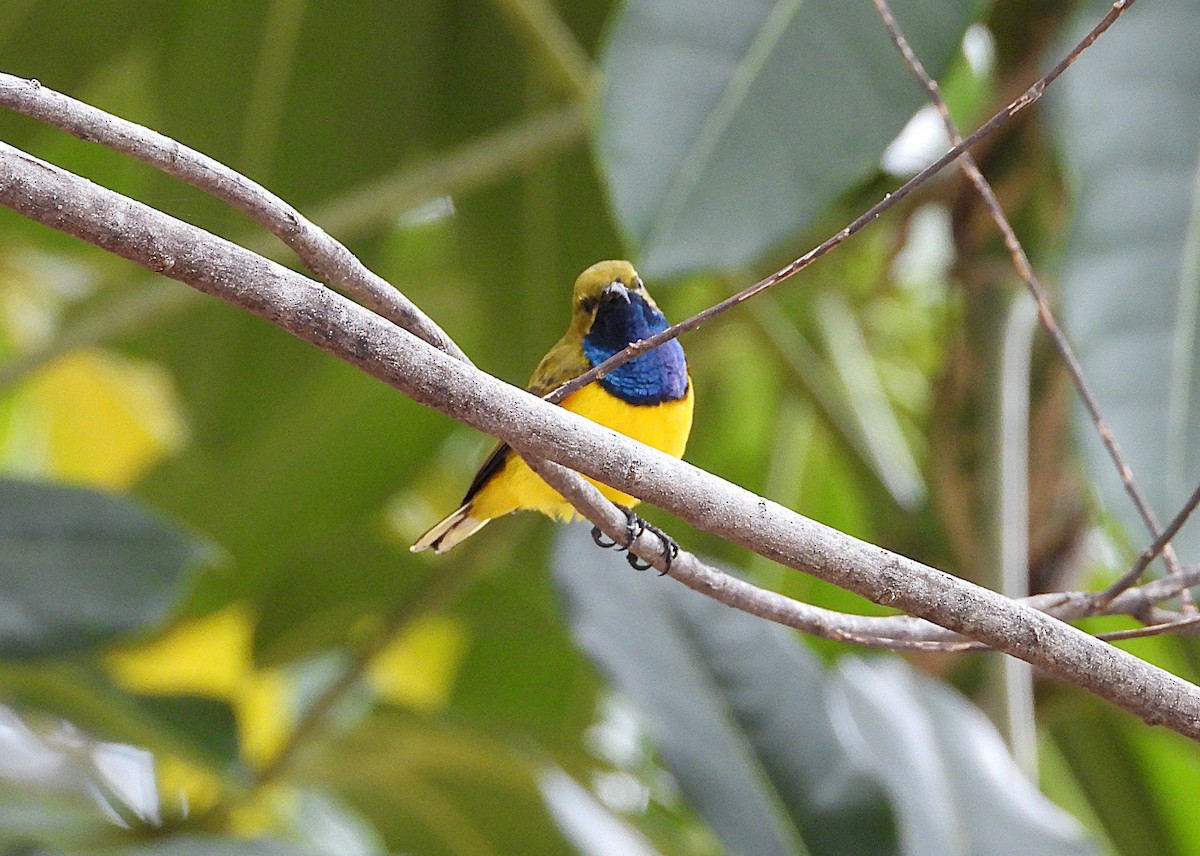 Sahul Sunbird - ML638825251
