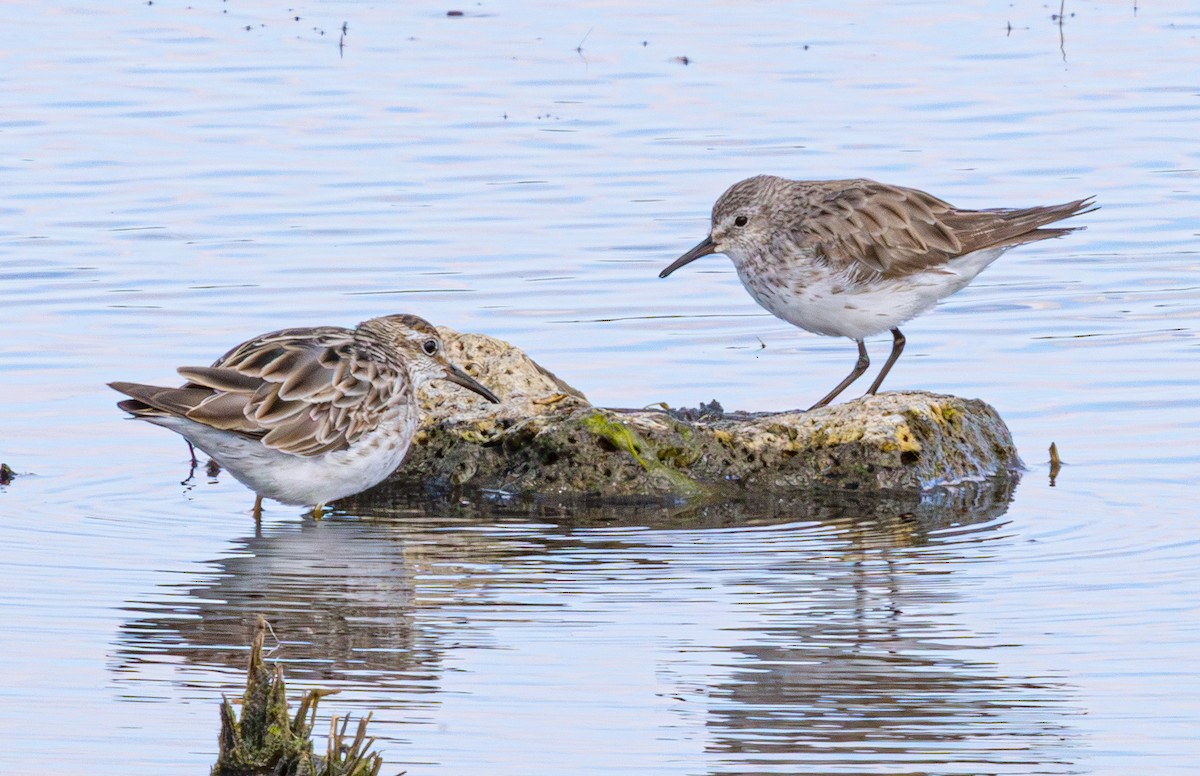 White-rumped Sandpiper - ML638825259