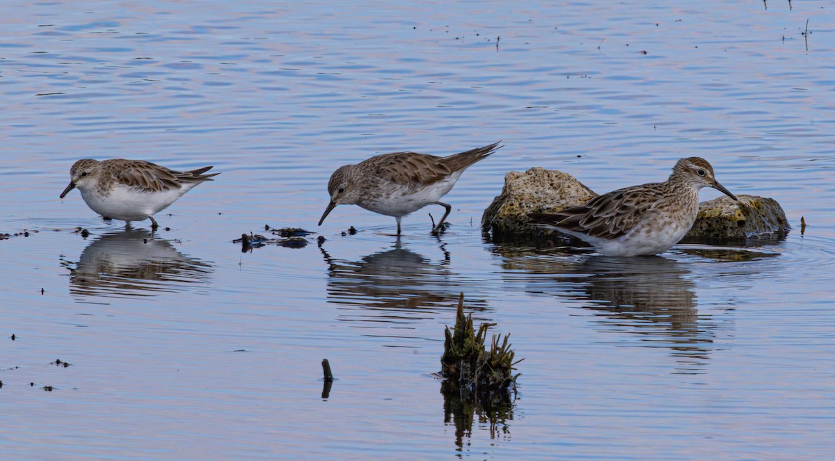 White-rumped Sandpiper - ML638825260