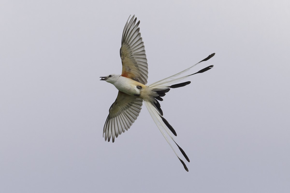 Scissor-tailed Flycatcher - ML638825263