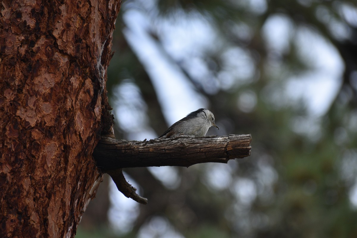 White-breasted Nuthatch - ML638825284