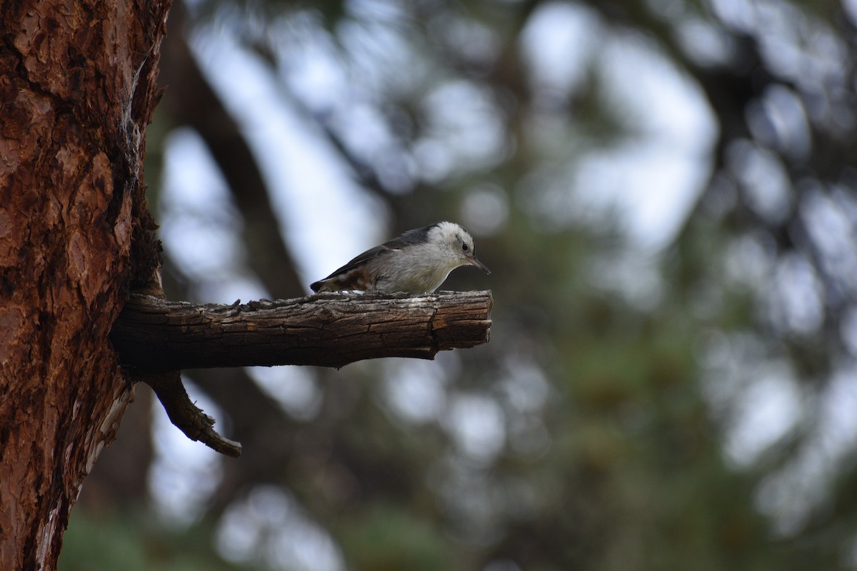 White-breasted Nuthatch - ML638825285