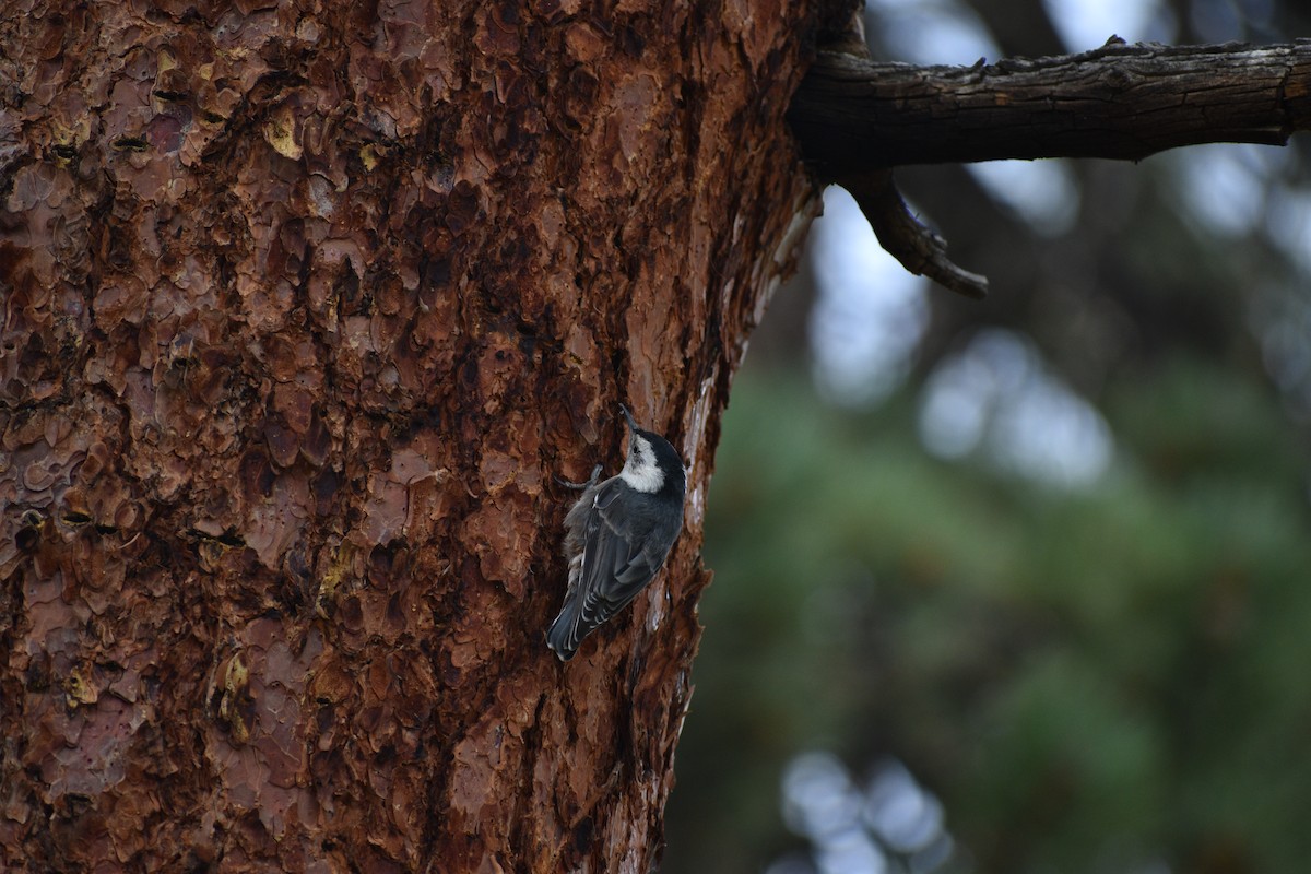 White-breasted Nuthatch - ML638825286