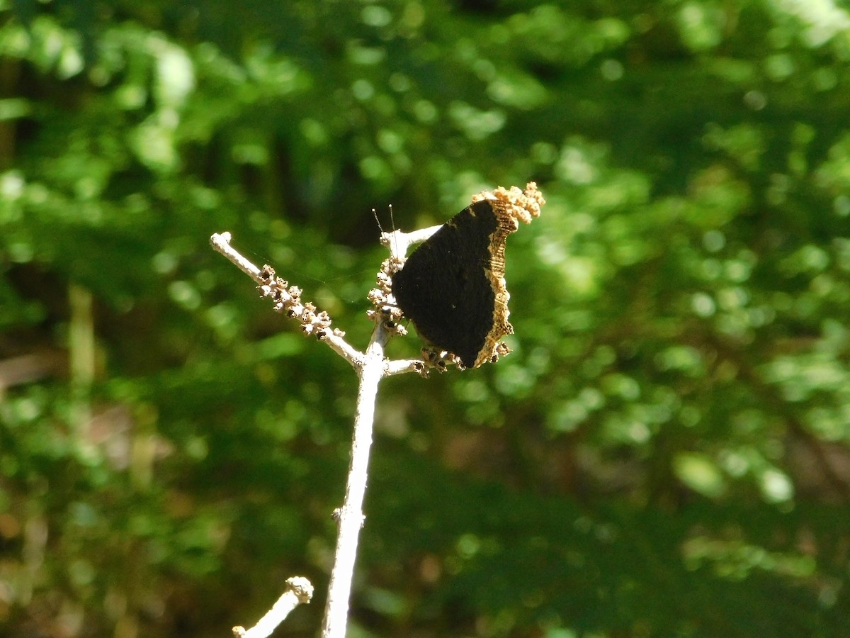 Insects - ML638825288
