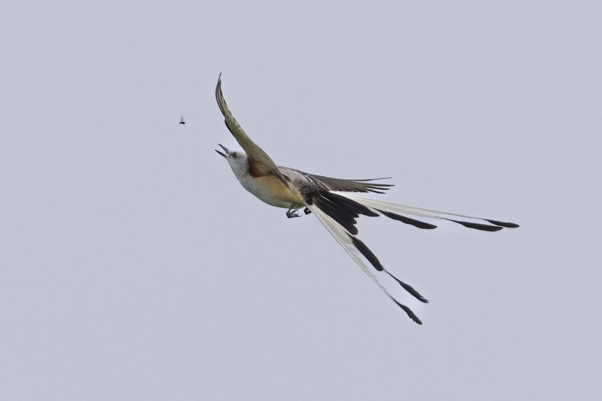 Scissor-tailed Flycatcher - ML638825318