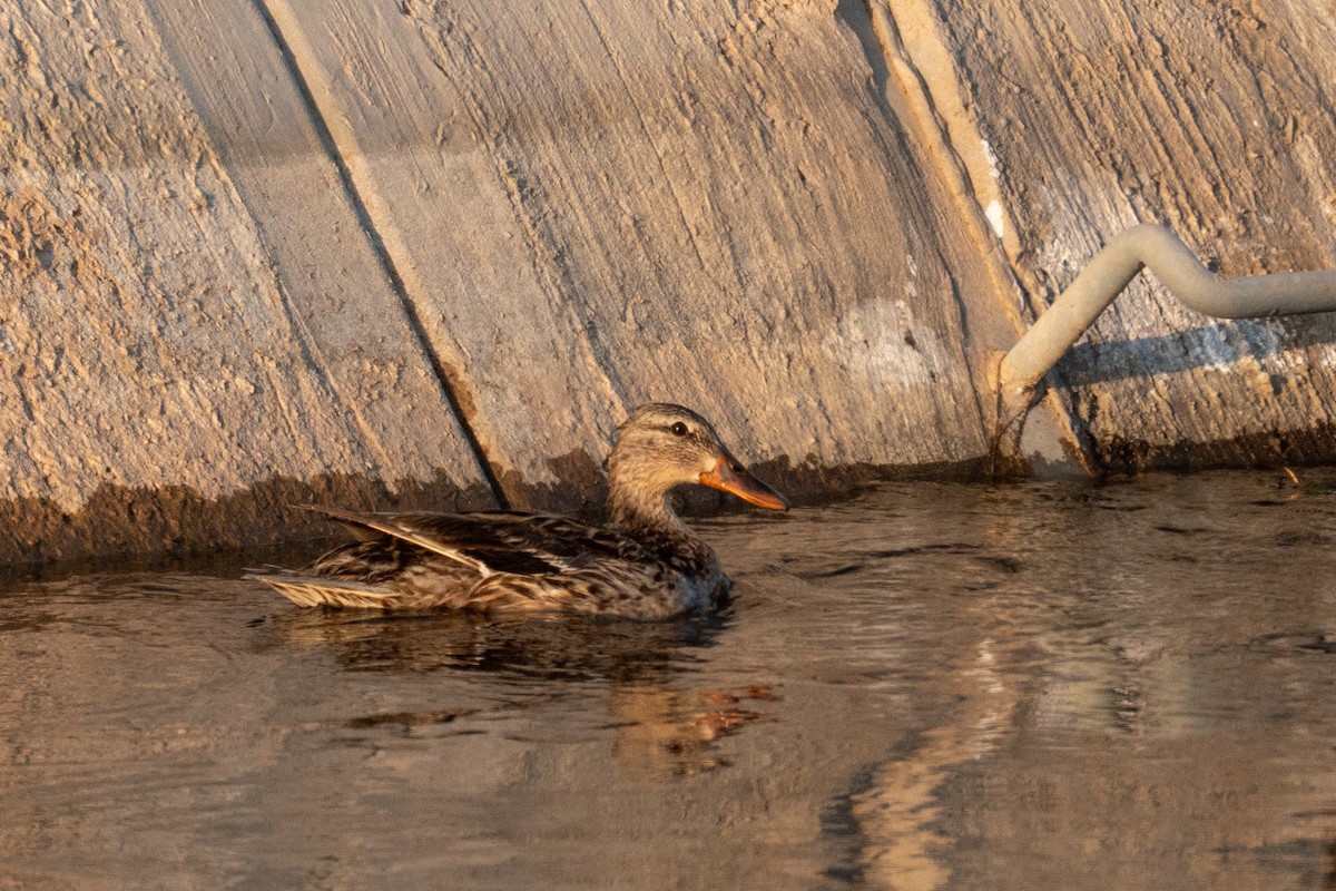 マガモ - ML638825333