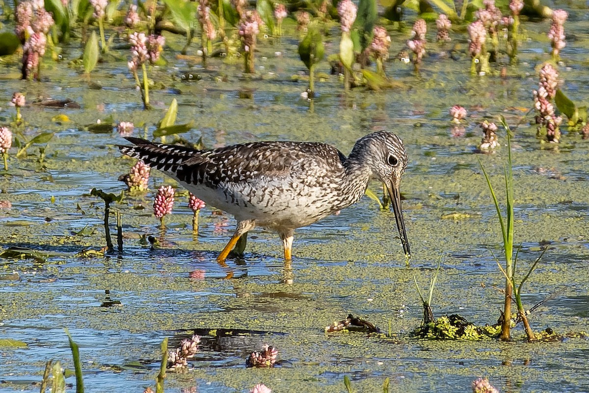 Greater Yellowlegs - ML638825380