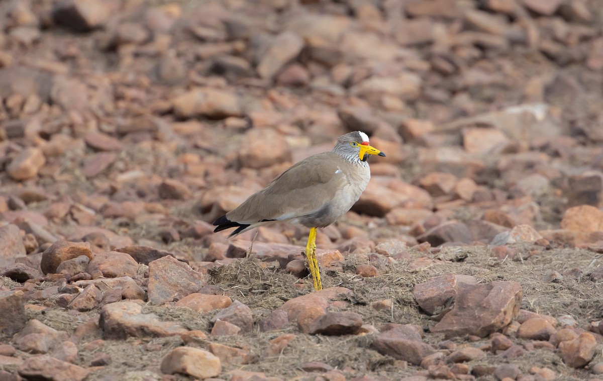 Wattled Lapwing - ML638825423