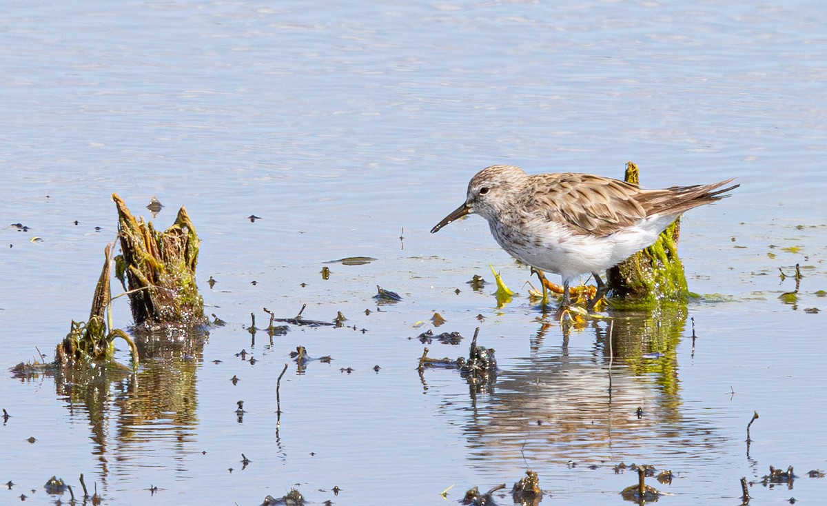 White-rumped Sandpiper - ML638825434