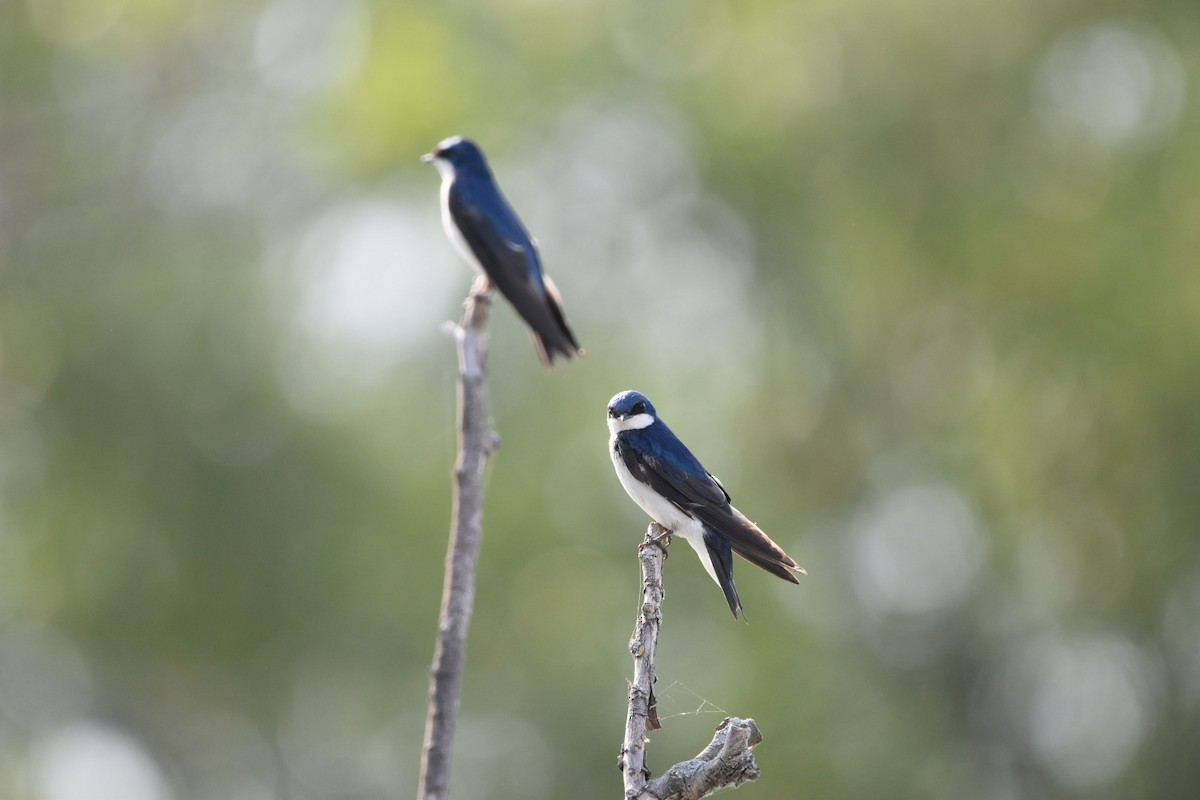Tree Swallow - ML638825459