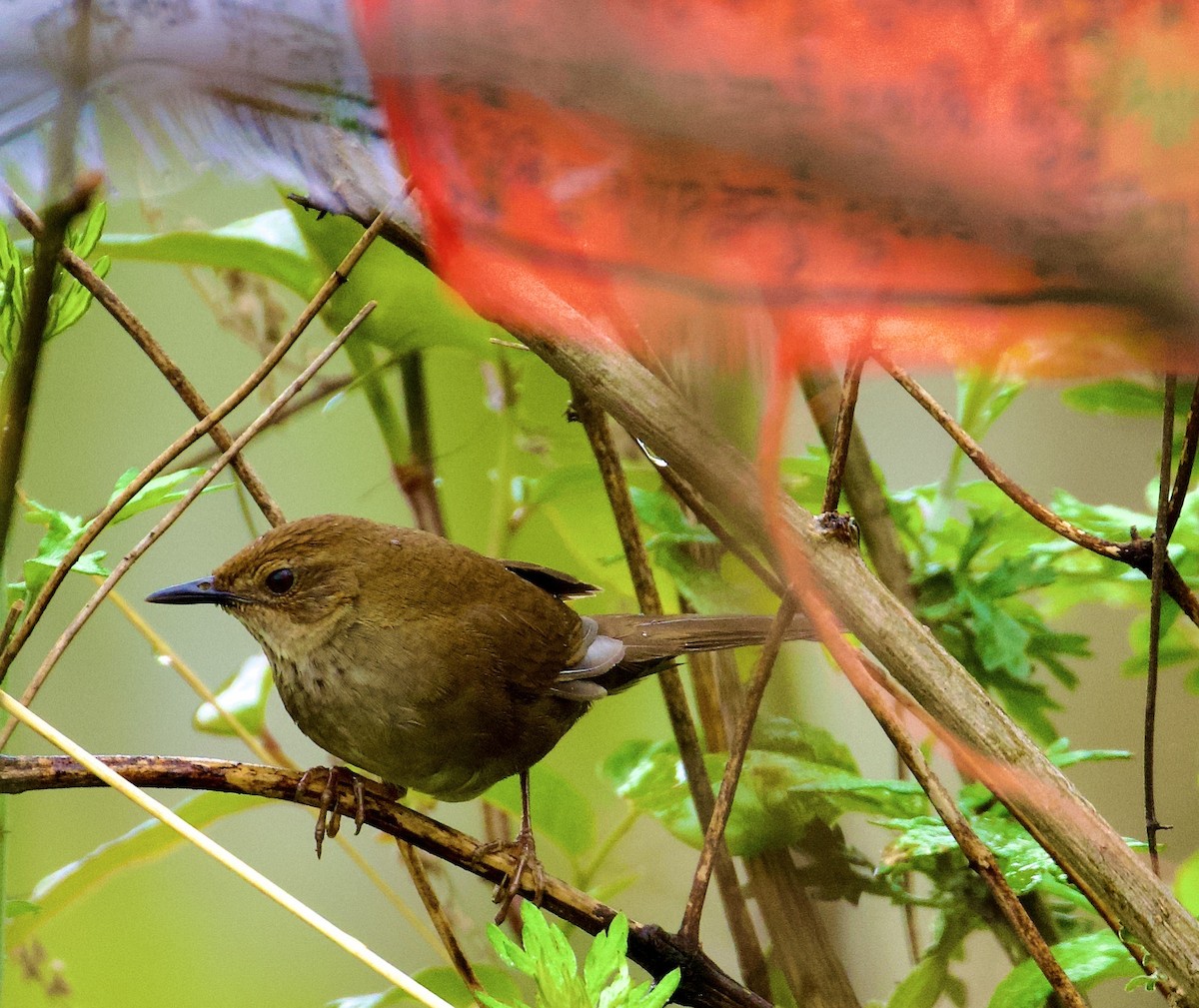 Russet Bush Warbler - ML638825504