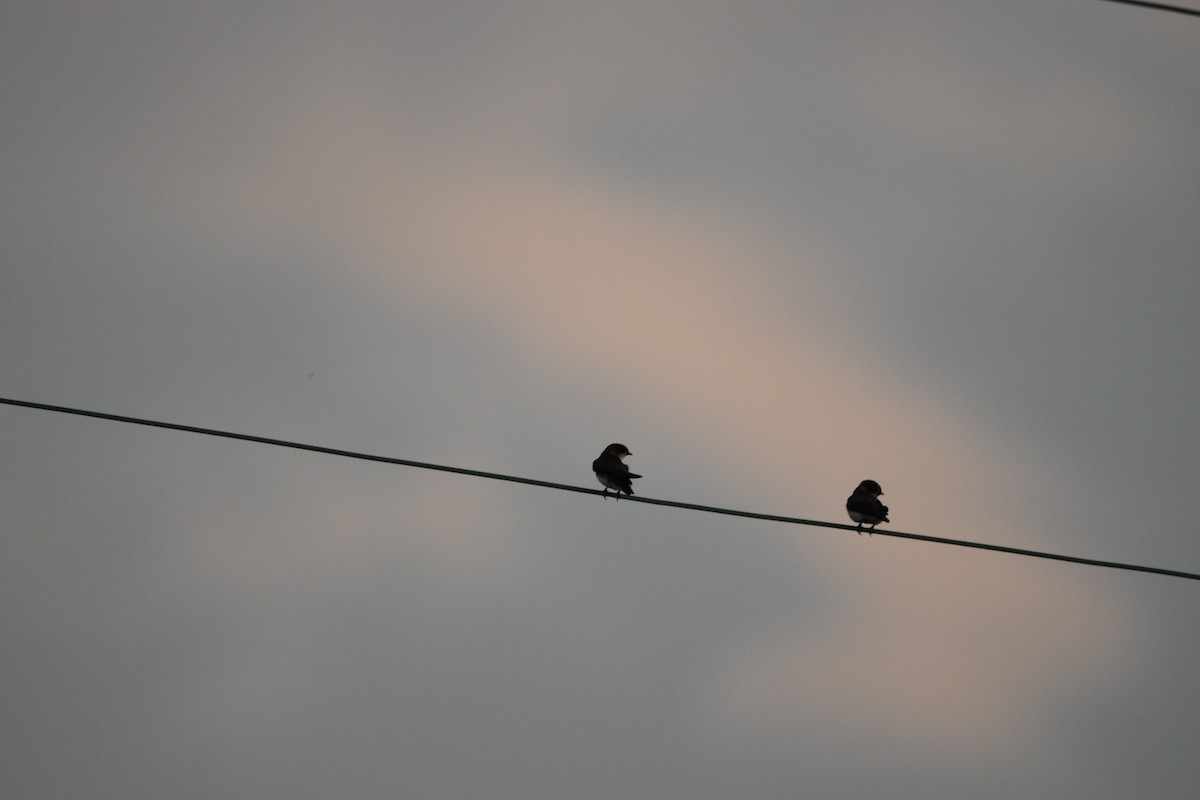 Bank Swallow - ML638825509