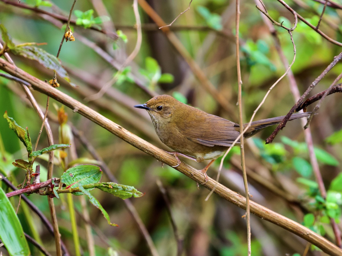 Russet Bush Warbler - ML638825510