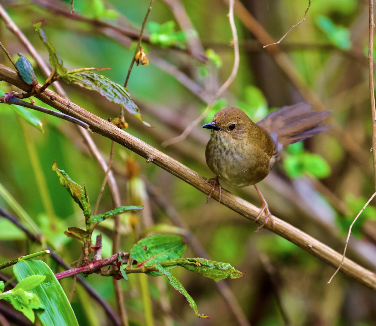 Russet Bush Warbler - ML638825516