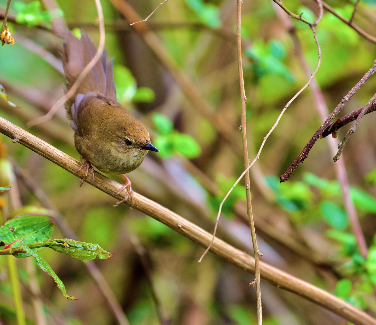 Russet Bush Warbler - ML638825524