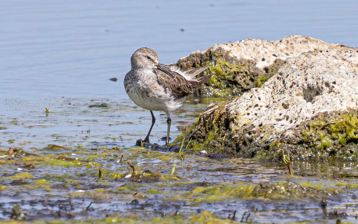 White-rumped Sandpiper - ML638825526