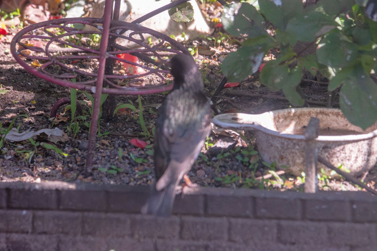 European Starling - ML638825527