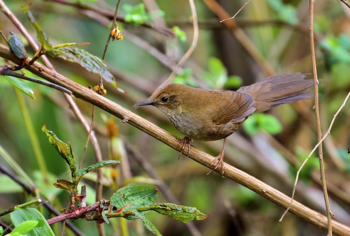 Russet Bush Warbler - ML638825529