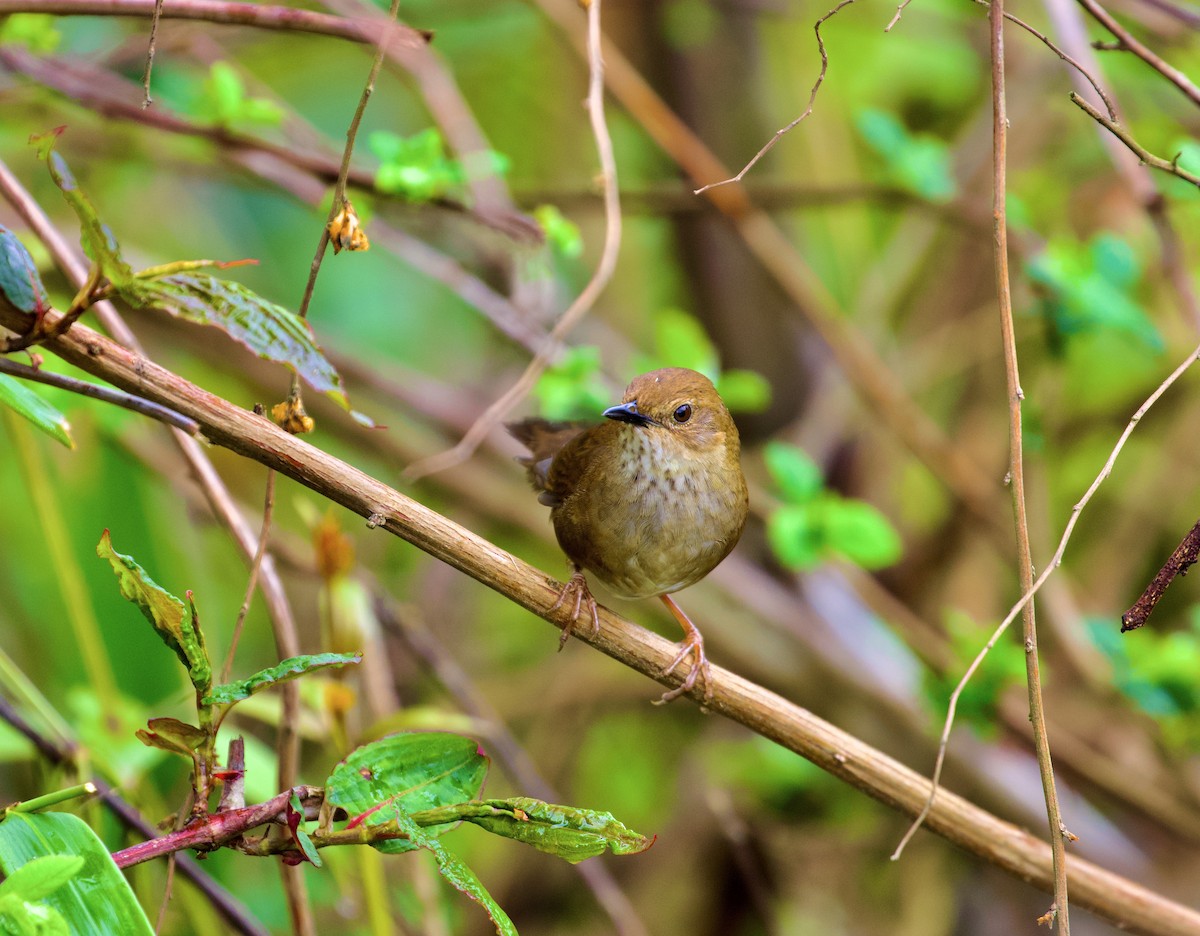 Russet Bush Warbler - ML638825537