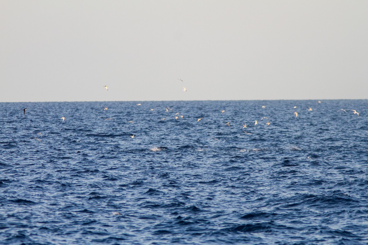 tøyleterne - ML638825547