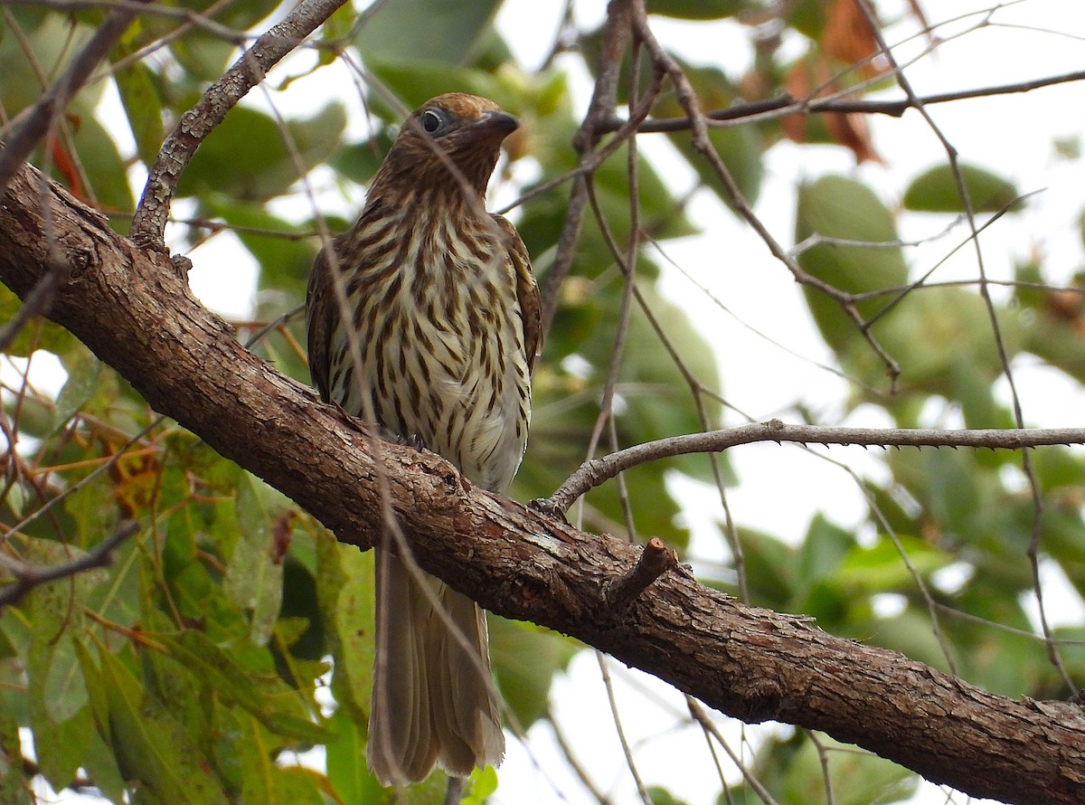 Australasian Figbird - ML638825555