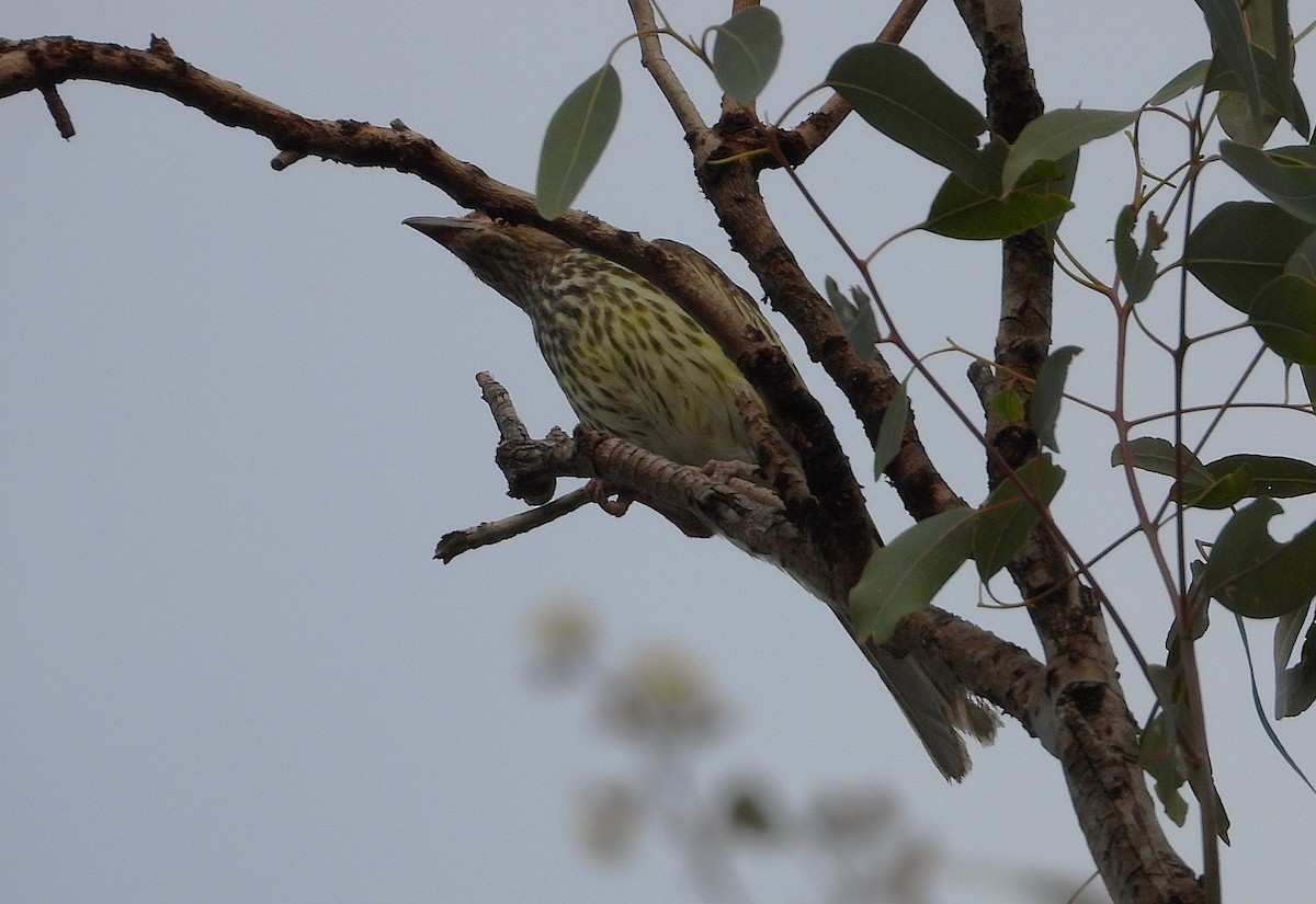 Australasian Figbird - ML638825556