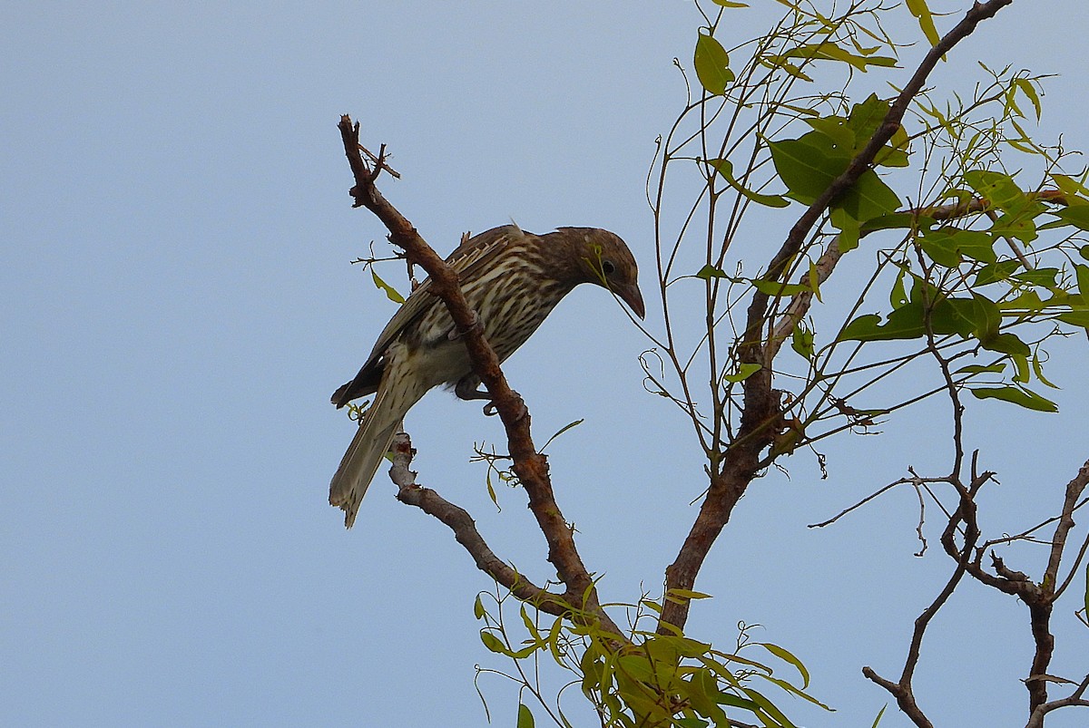 Australasian Figbird - ML638825560