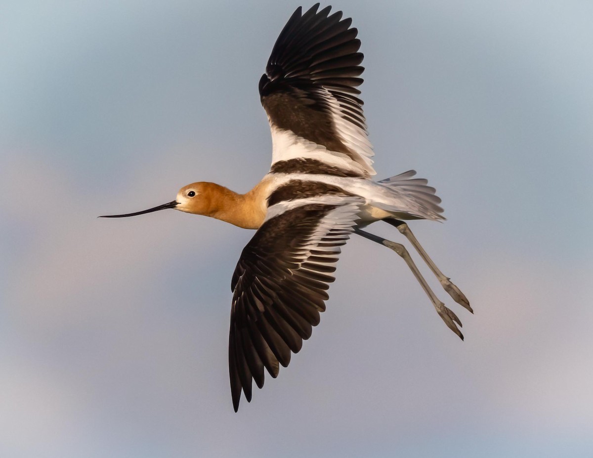 American Avocet - ML638825563