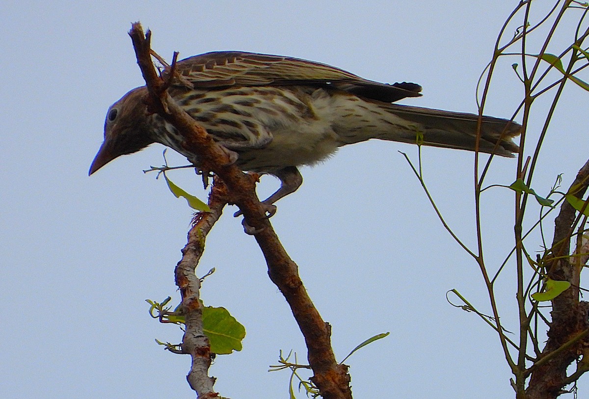 Australasian Figbird - ML638825564