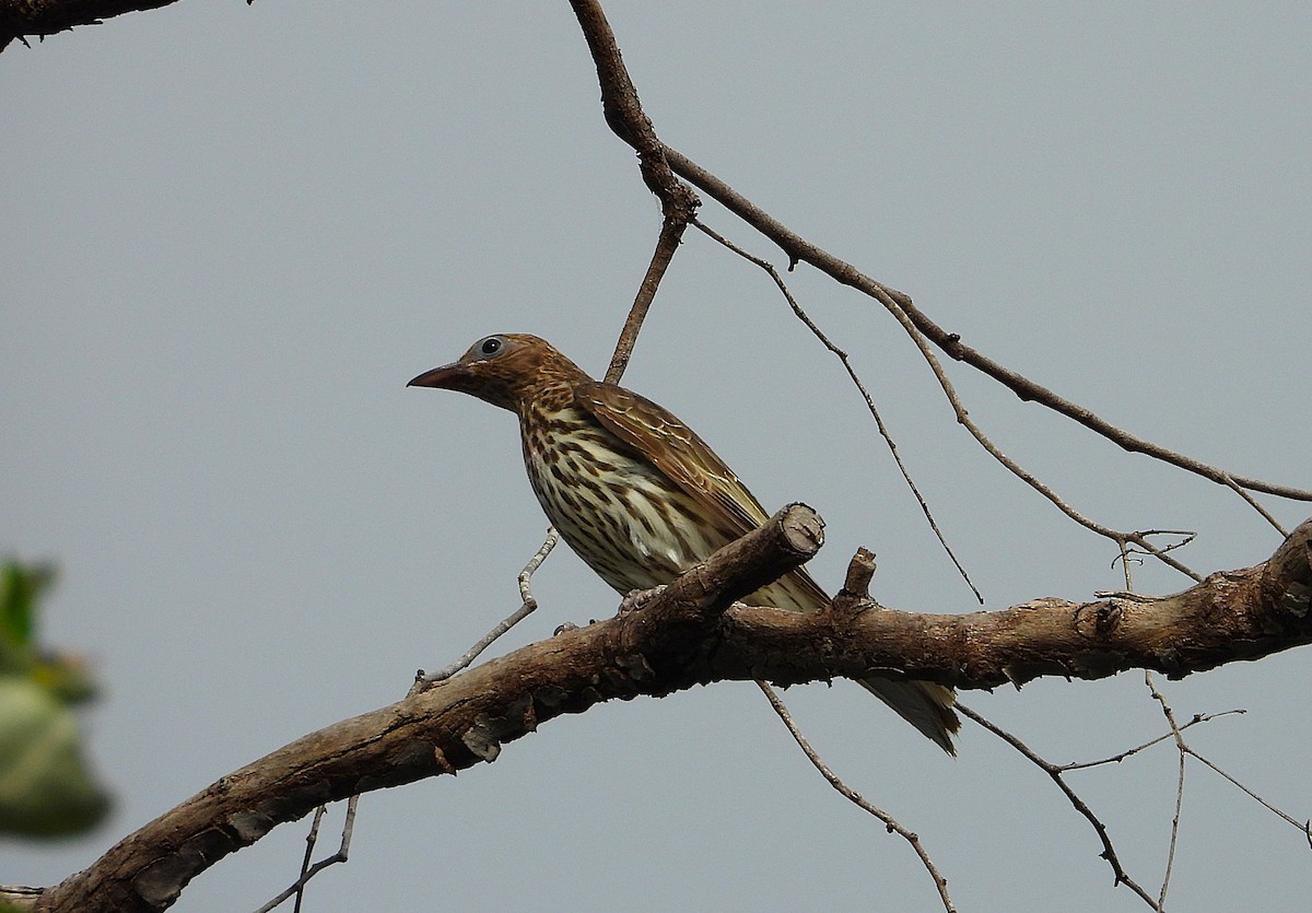 Australasian Figbird - ML638825569